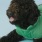Lifestyle photo of a dog wearing a green shirt