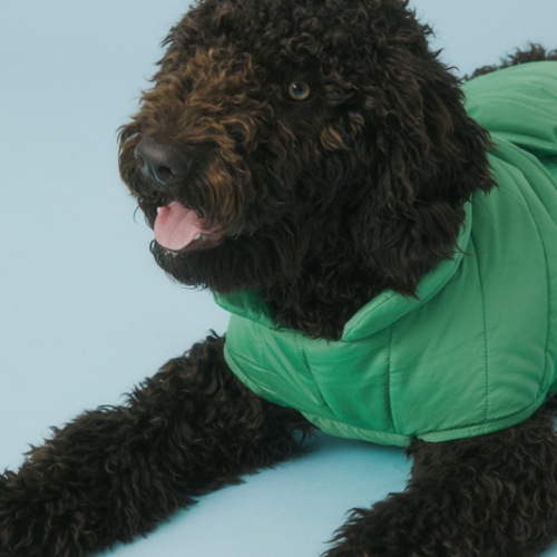 Cute dog in a green jacket