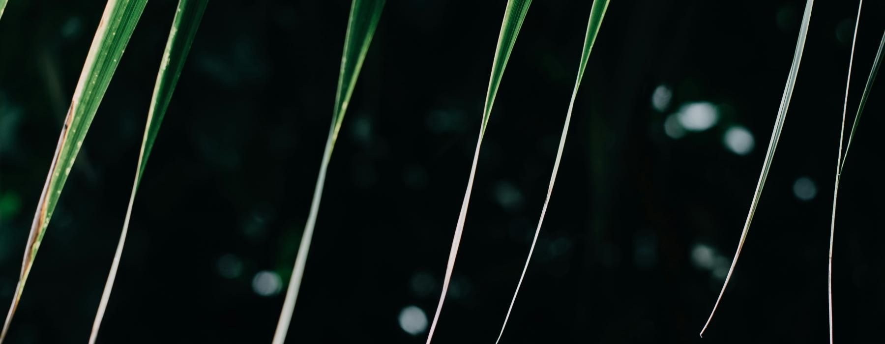 water droplets on a leaf